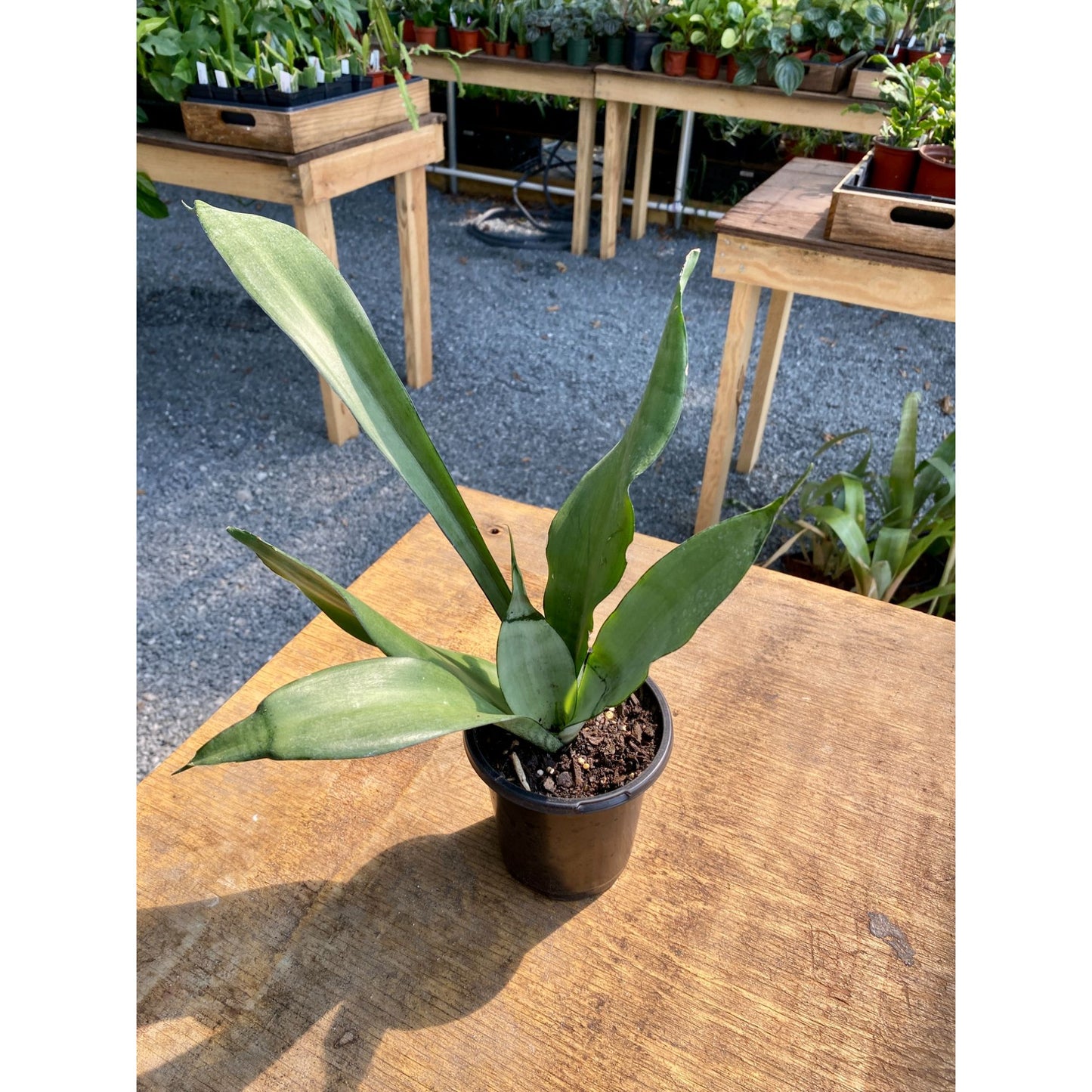 Sansevieria Moonshine Snake Plant 4" Pot Live Plant