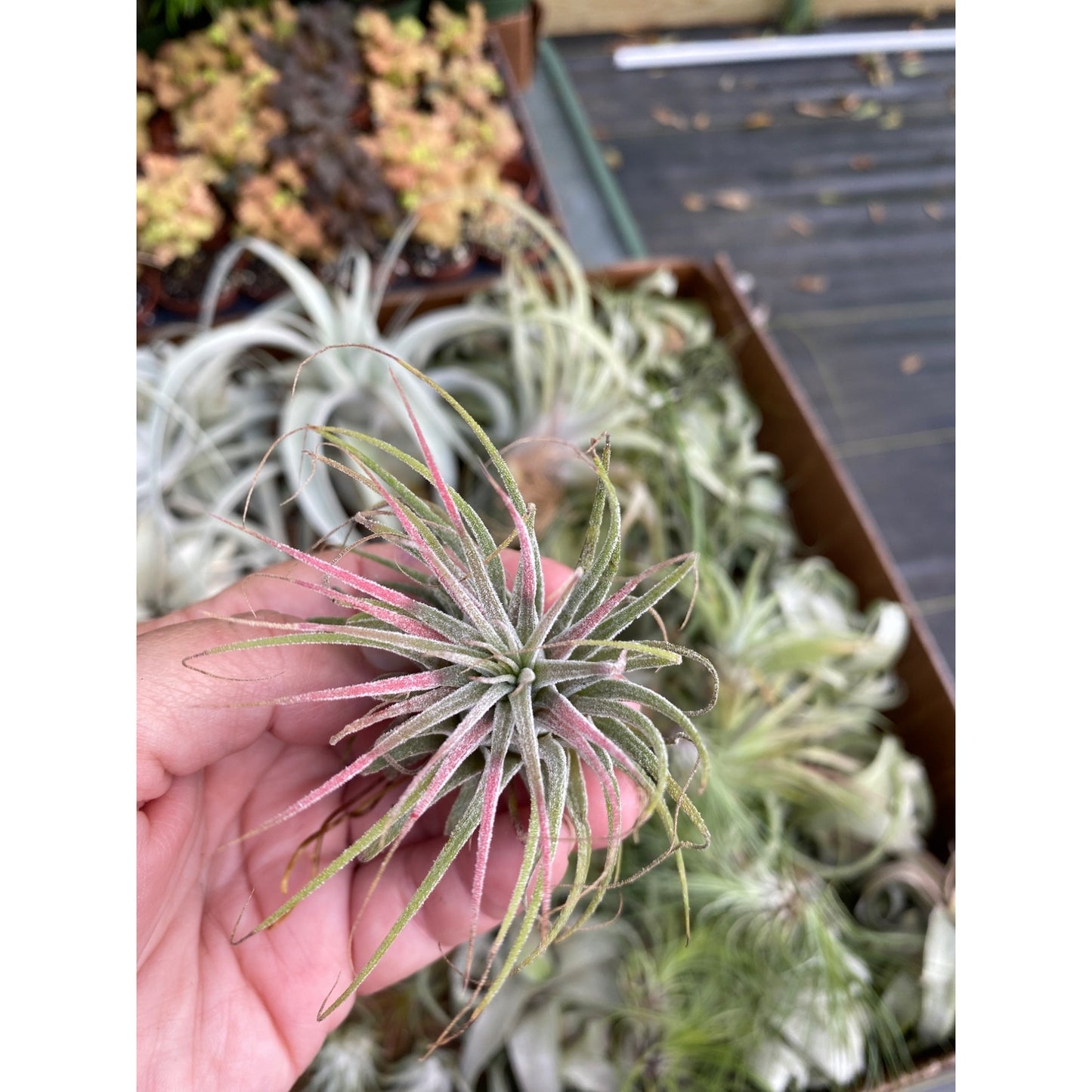 Air Plant Tillandsia Ionantha Live Plant