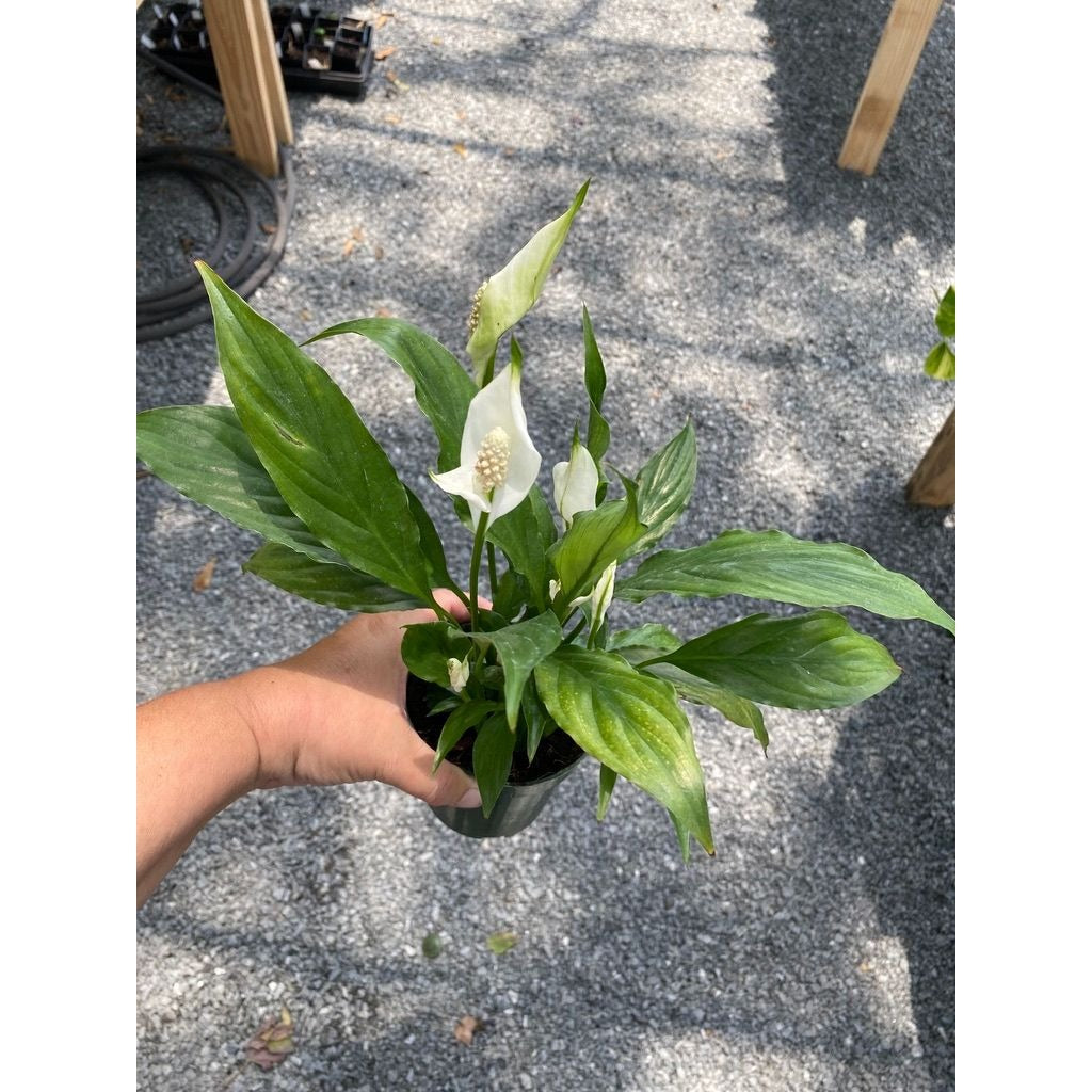 Peace Lily Spathiphyllum Platinum Mist 4" Pot Live Plant