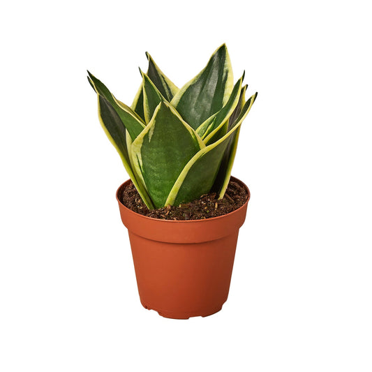 Sansevieria Black Gold Snake Plant 4" Pot Live Plant