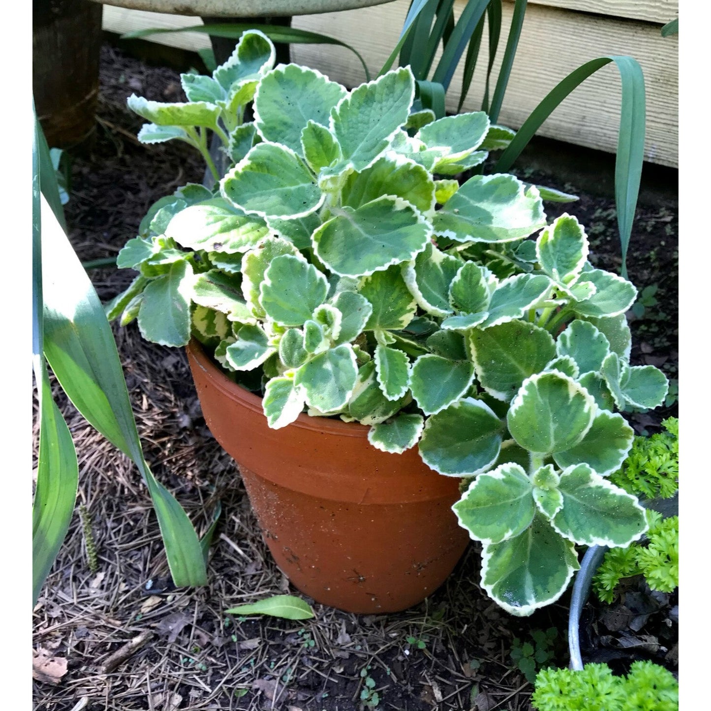 Oregano Cuban Variegated 2.5 Tall Pot Live Starter Plant