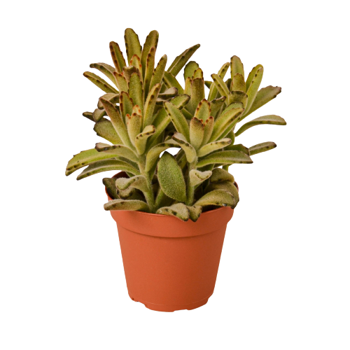 Kalanchoe Tomentosa Chocolate Soldier Succulent 4" Pot Live Plant