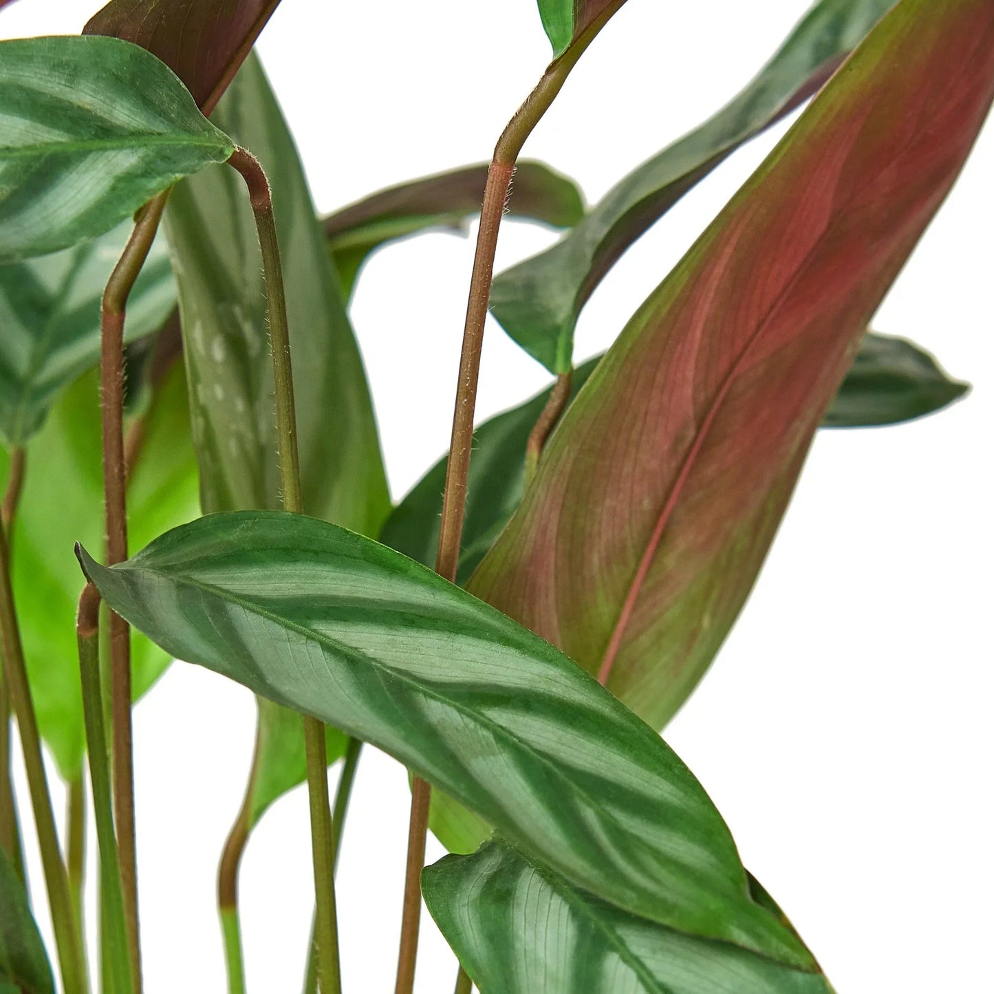 Calathea 'Grey Star' Peacock Plant Live Plant