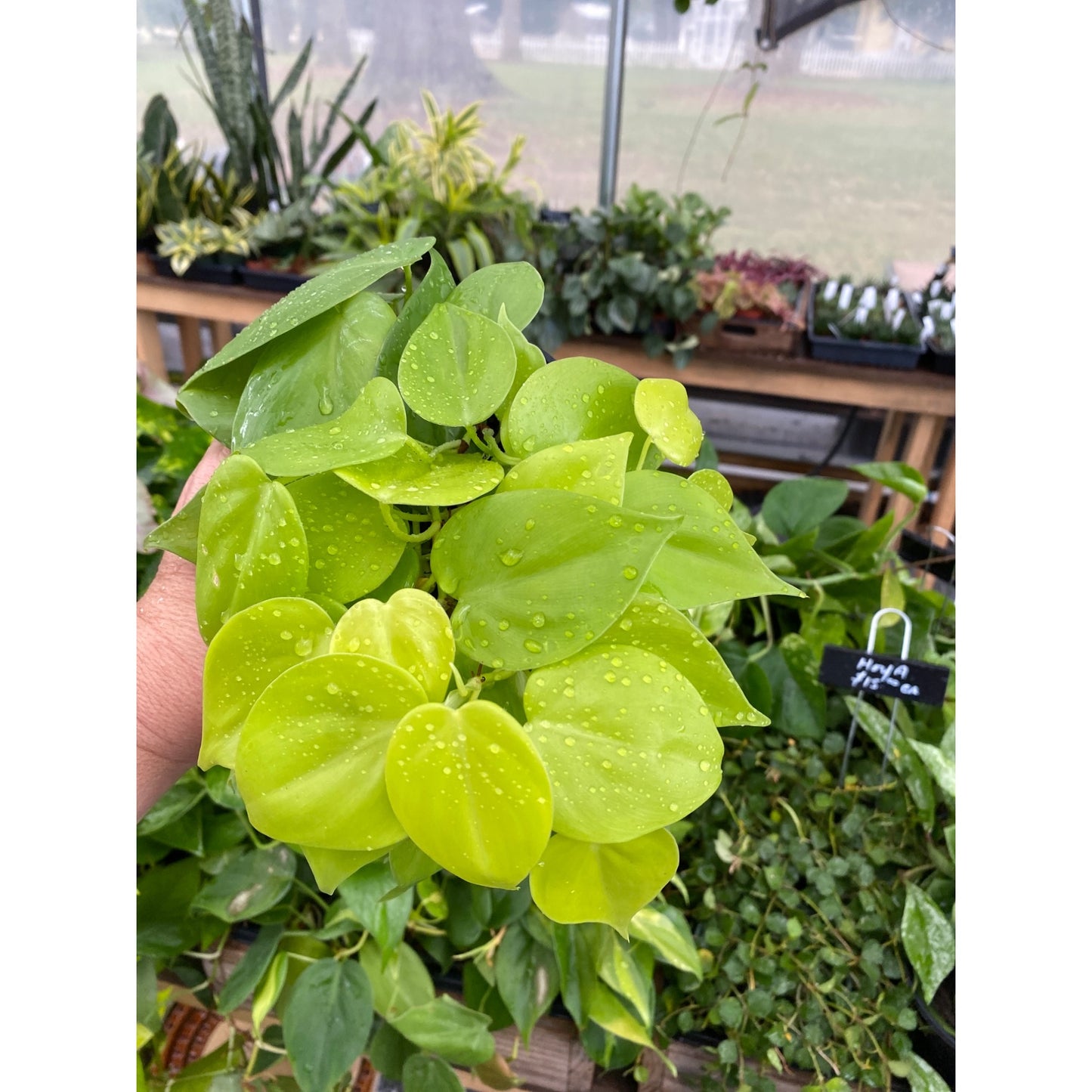 Philodendron Cordatum or Neon 4" Pot Live Plant