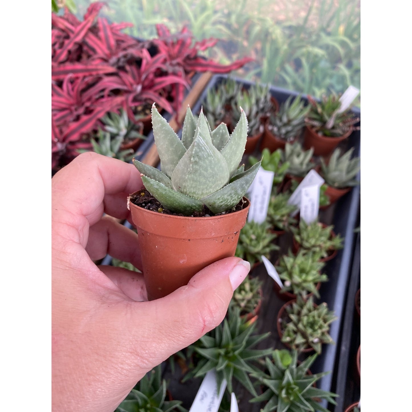 Succulent Haworthia Savanna 2" Pot Live Plant