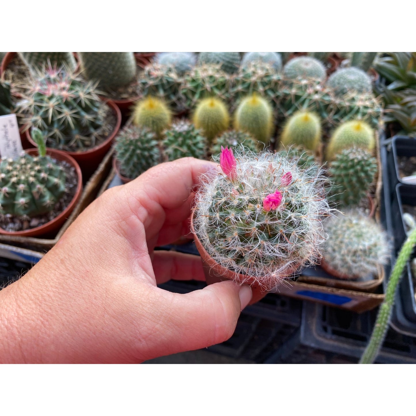 Cactus Powder Puff or Mammillaria bocasana 3" Pot Live Plant