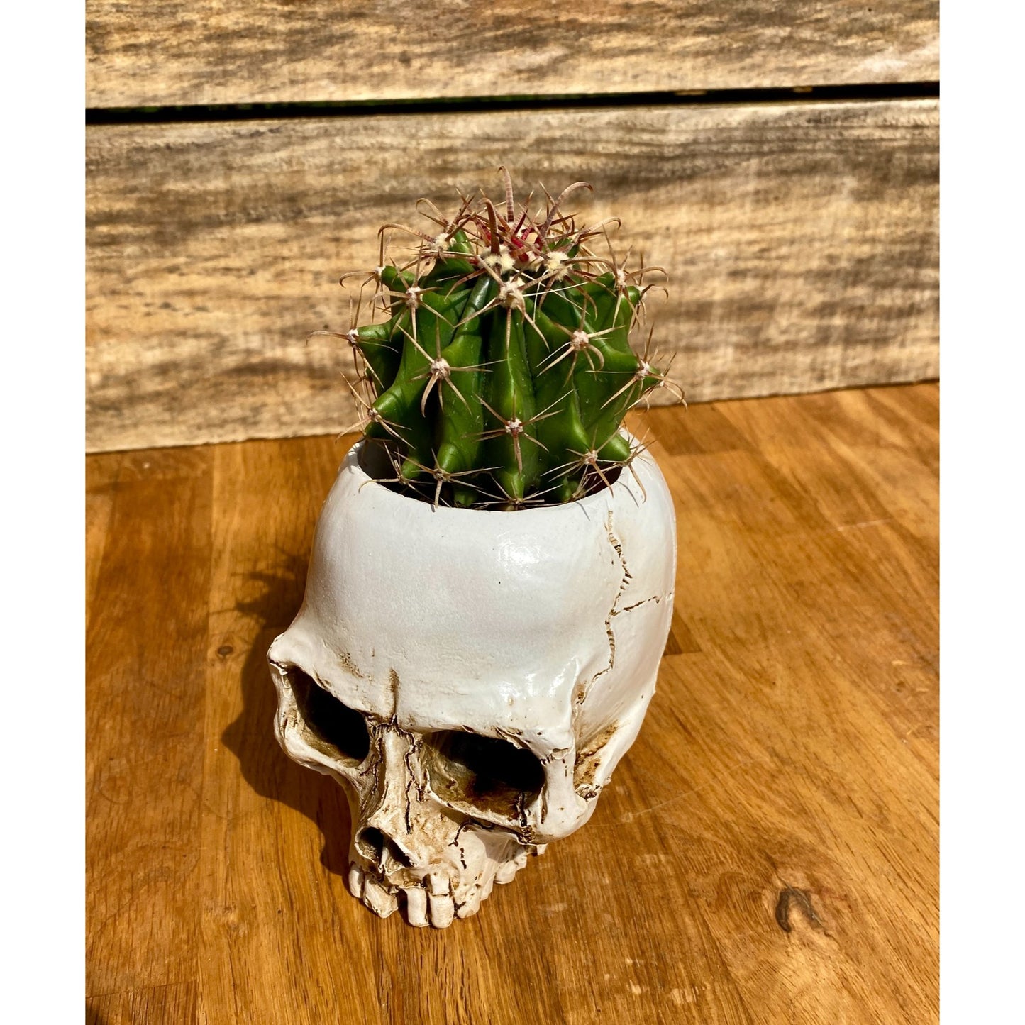 Skull Planter Medium Size with Devil's Tongue Cactus Ferocactus latispinus Live Plant