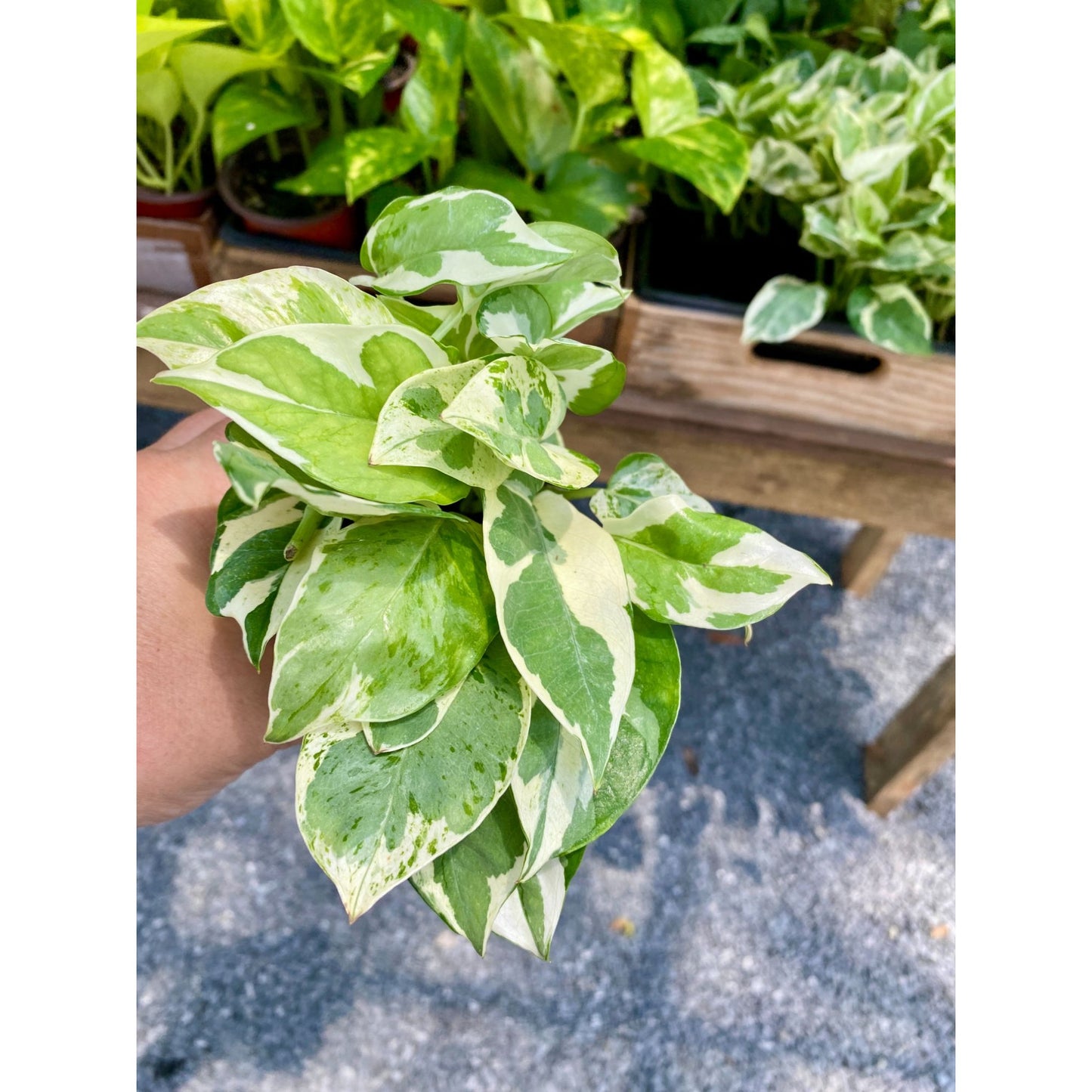 Pothos Scindapsus Wilcox or Devil's Ivy N'joy 3" Pot Live Plant