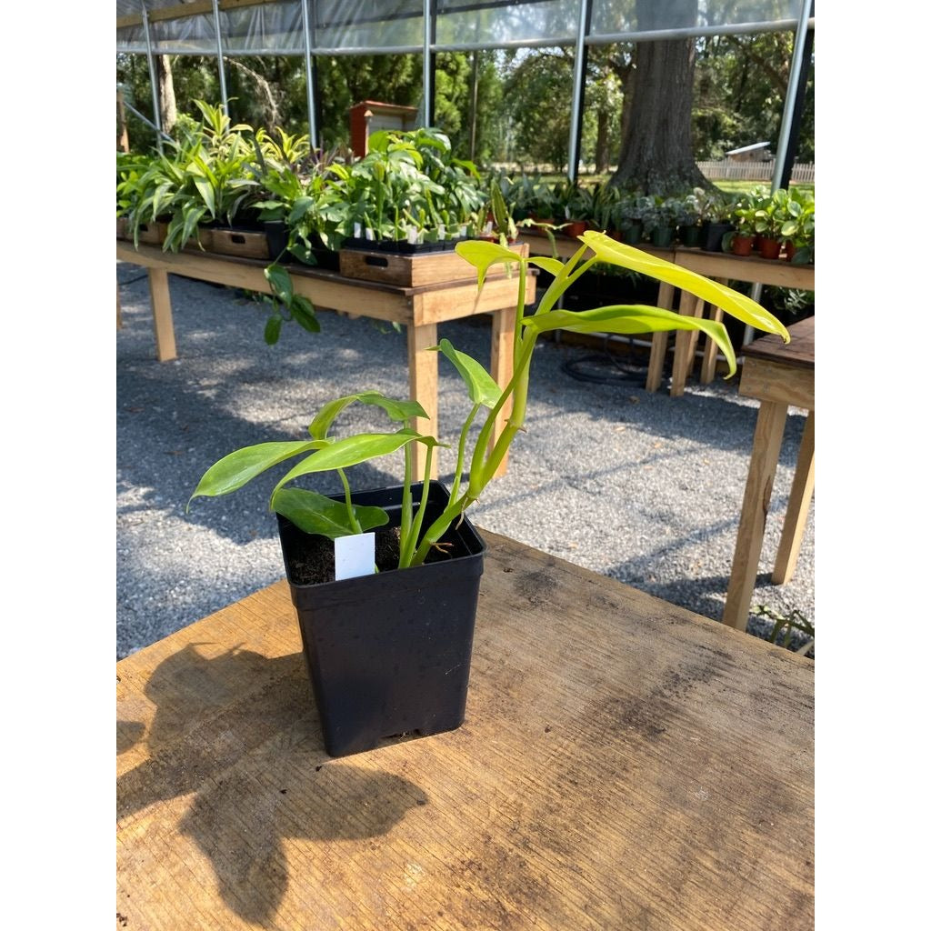 Philodendron Bipennifolium Golden Violin 4 Inch Tall Pot Live Plant