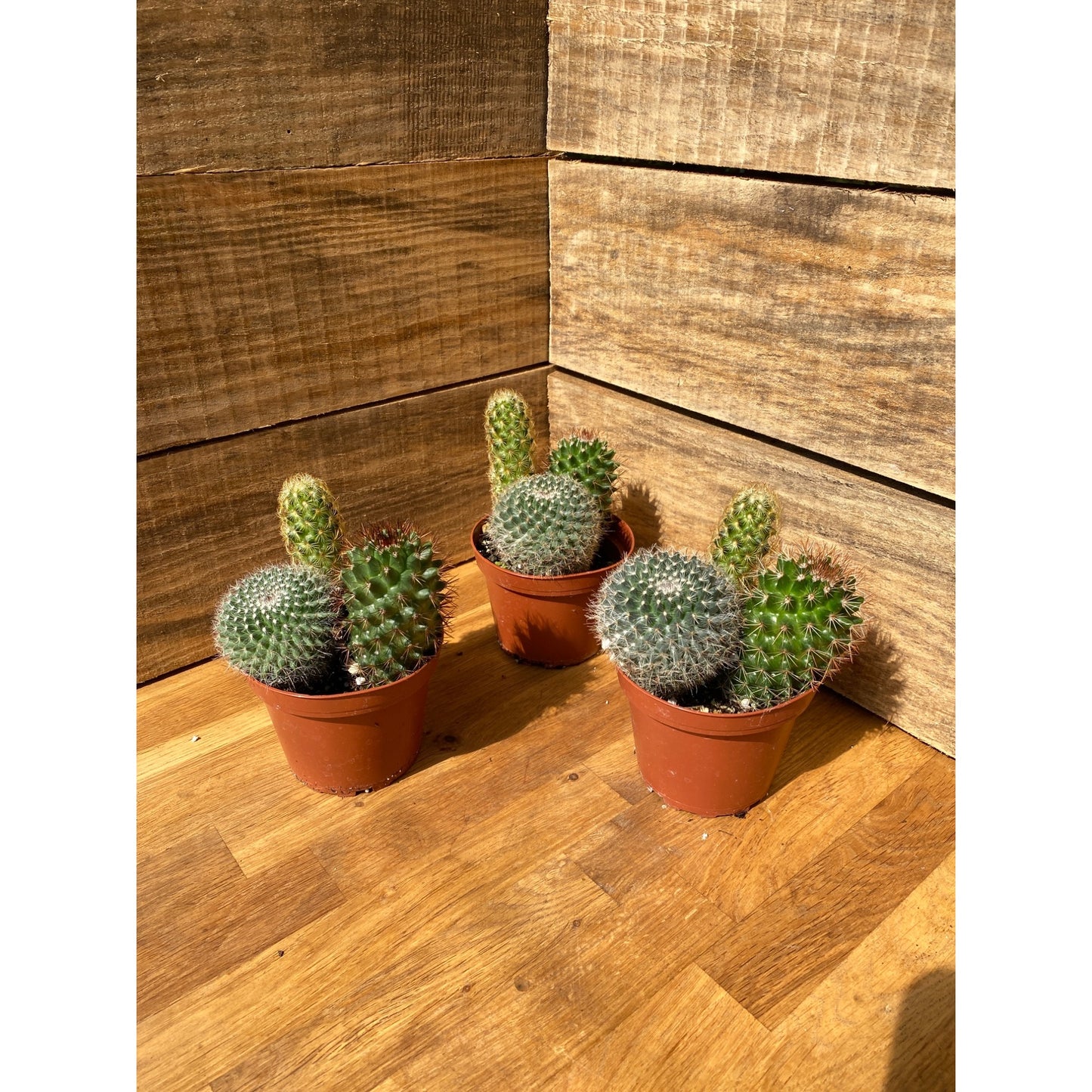 Cacti Cactus Combo #1 Three Cactus per 4" Pot Live Plants