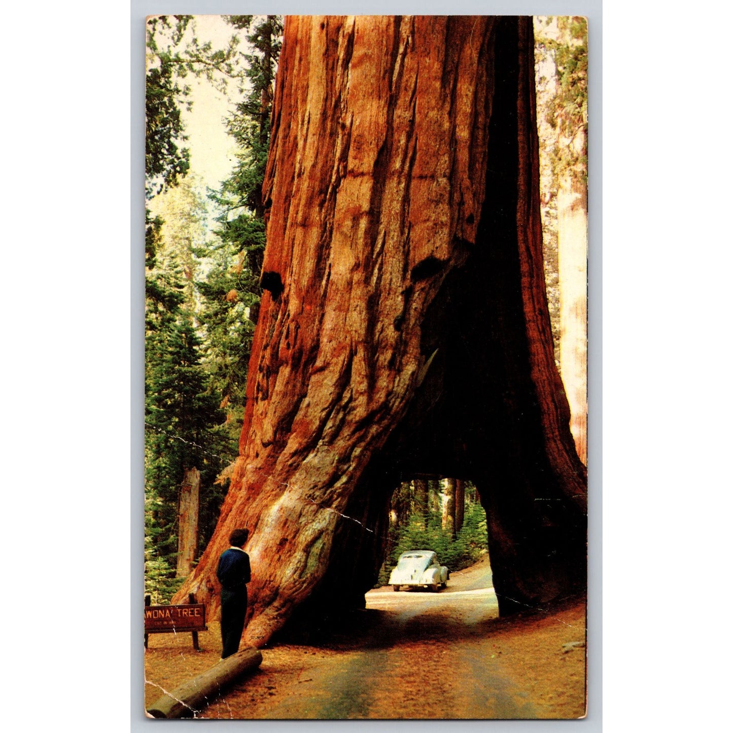 CA California Yosemite National Park Drive-Through Tree Postcard Bob Ball