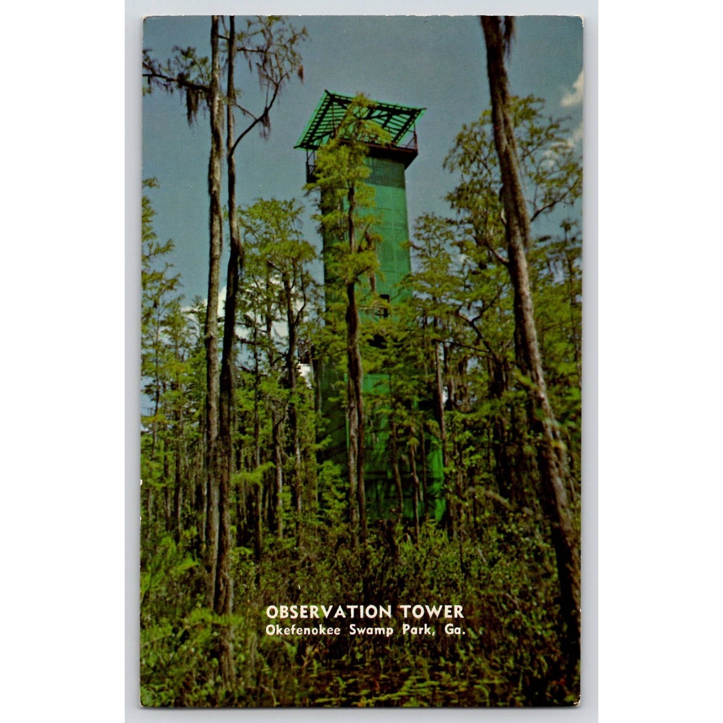 Postcard GA Georgia Okefenokee Swamp Observation Tower Chrome Unused