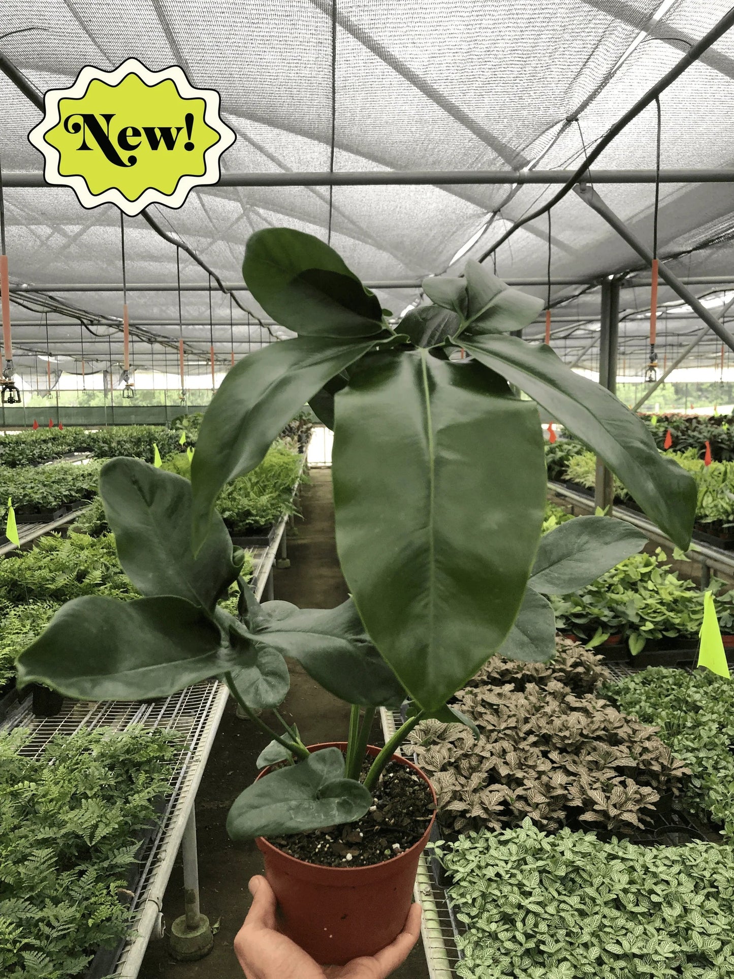 Philodendron Goeldii Finger Leaf Fun Bun Live Plant Multi Sizes Available