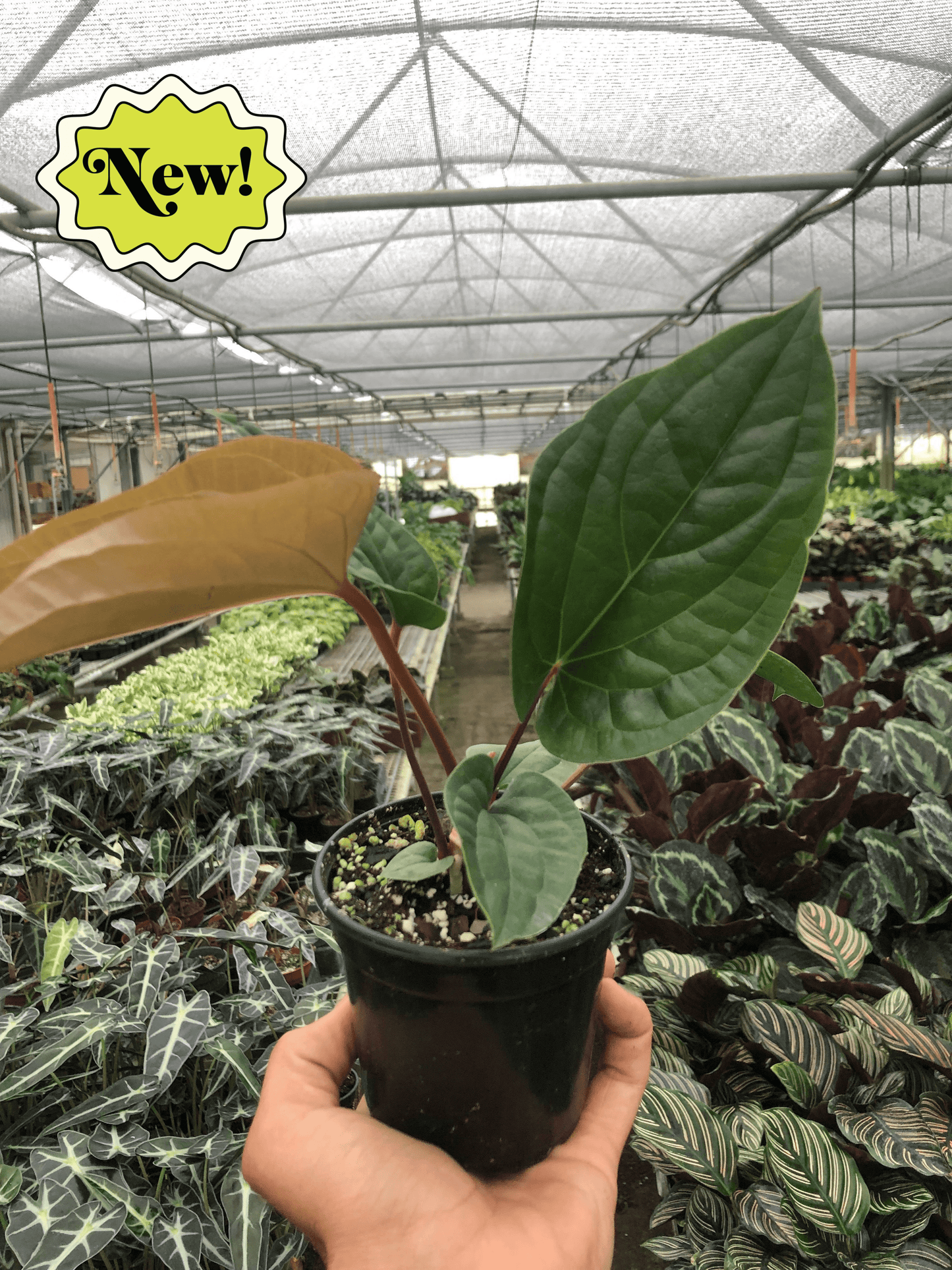 Anthurium 'Radicans x Luxurians' Live Plant