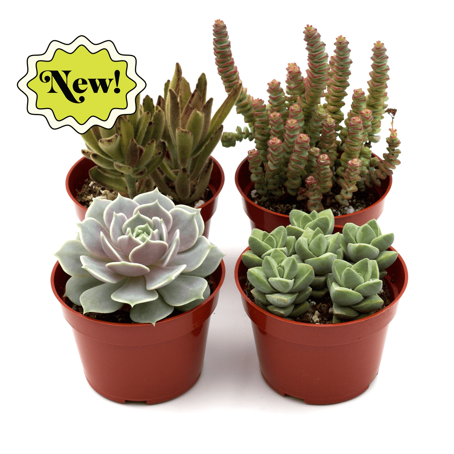 Succulents Assorted Varieties Per Order 4" Pots Live Plants