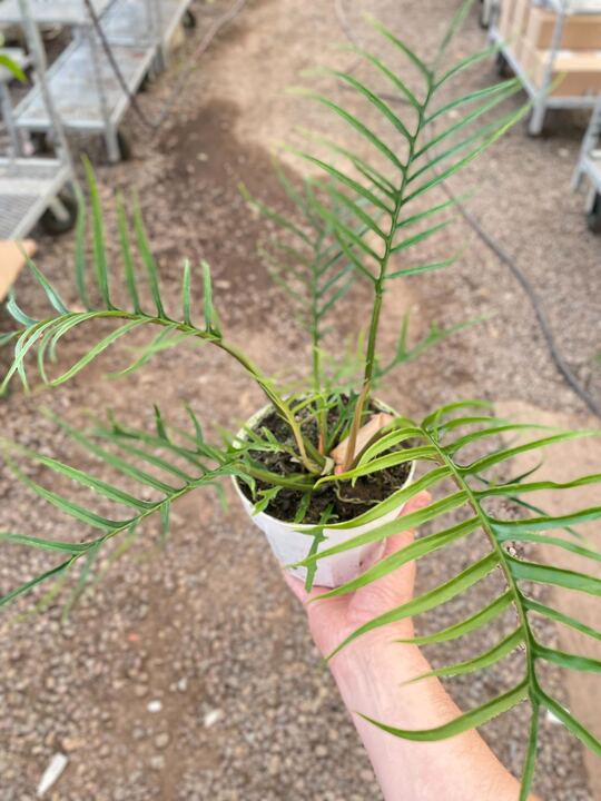 Philodendron Tortum Live Plant Multiple Sizes Available