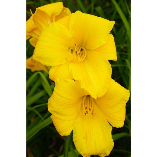 Daylily Buttered Popcorn
