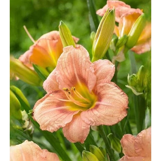 Daylily EveryDaylily Rose