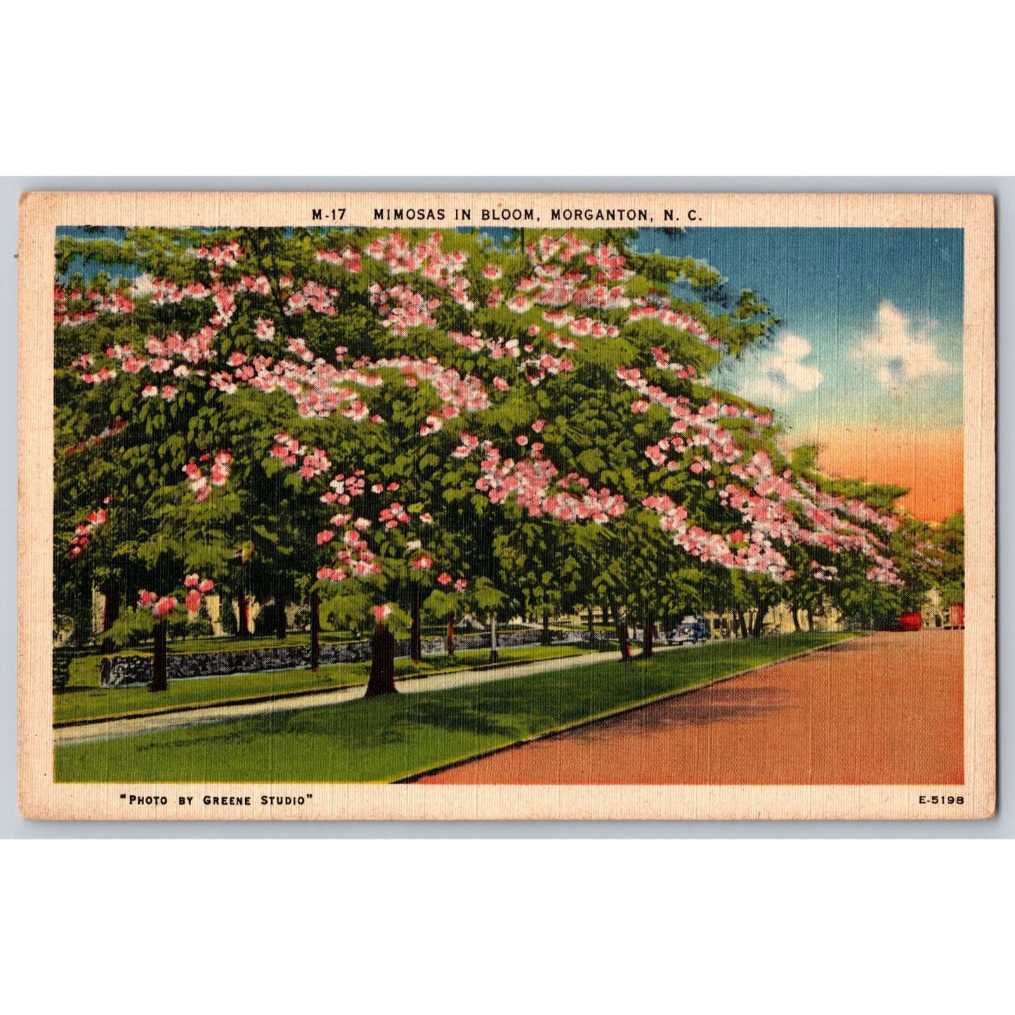 Morganton NC North Carolina Mimosas In Bloom White Border Postcard Unused