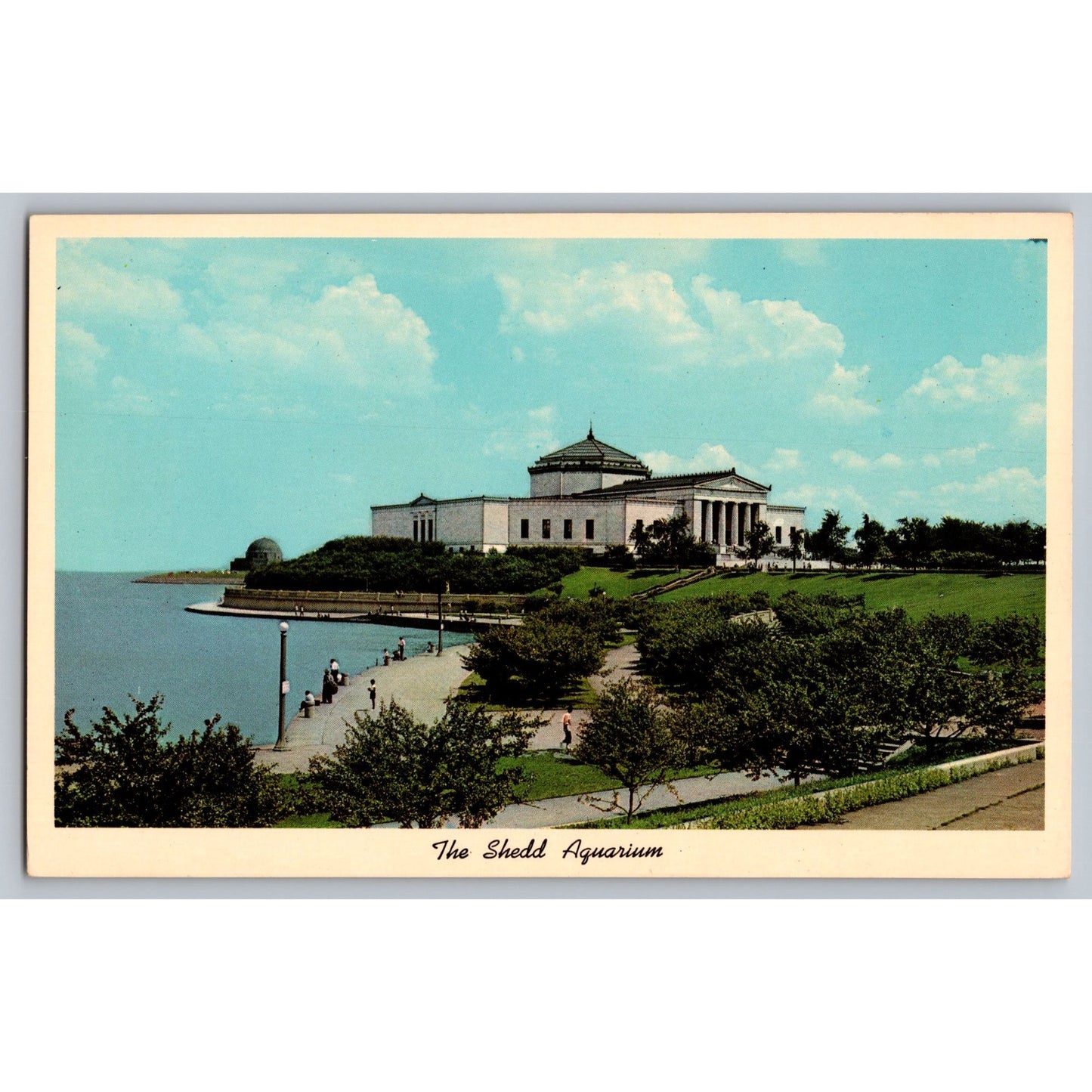 Chicago IL Illinois The Shedd Aquarium Chrome Postcard Unused