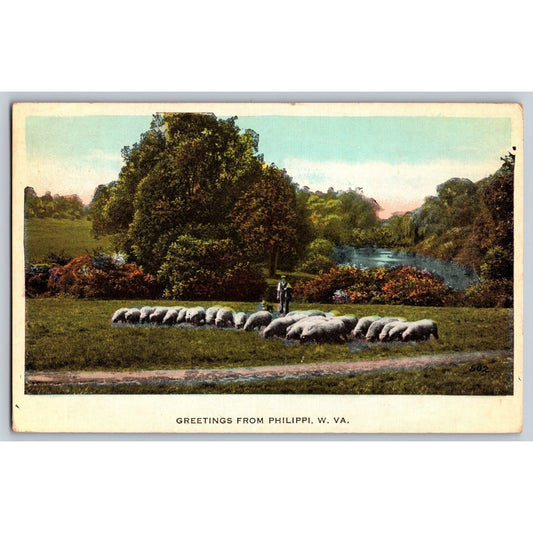 Philippi WV West Virginia Greetings Sheep Pasture Scene Divided Back Postcard