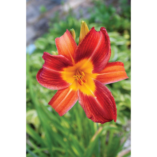 Daylily EveryDaylily 'Red Ribs'