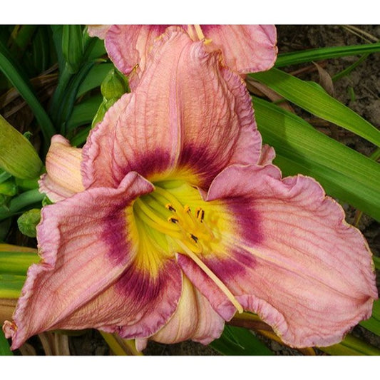Daylily Bellaboo 1 gallon trade pot