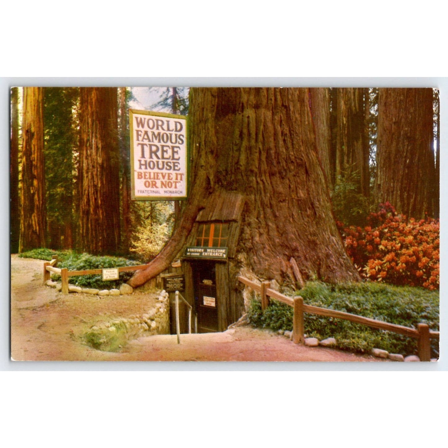 Laytonville CA California Tree House Park Chrome Postcard Unused