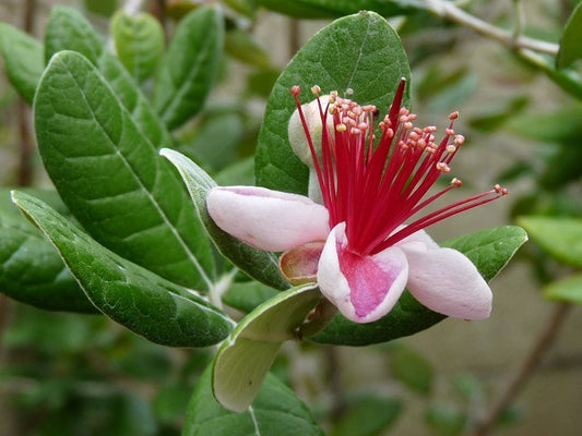 Patio Fruit Pineapple Guava Feijoa Sellowiana 4" Pot Live Plant