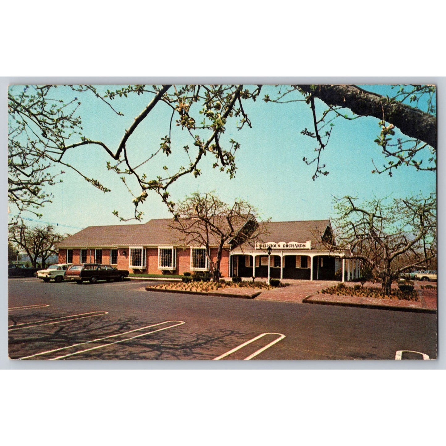 Colts Neck NJ New Jersey Delicious Orchards Apple Trees Market Chrome Postcard