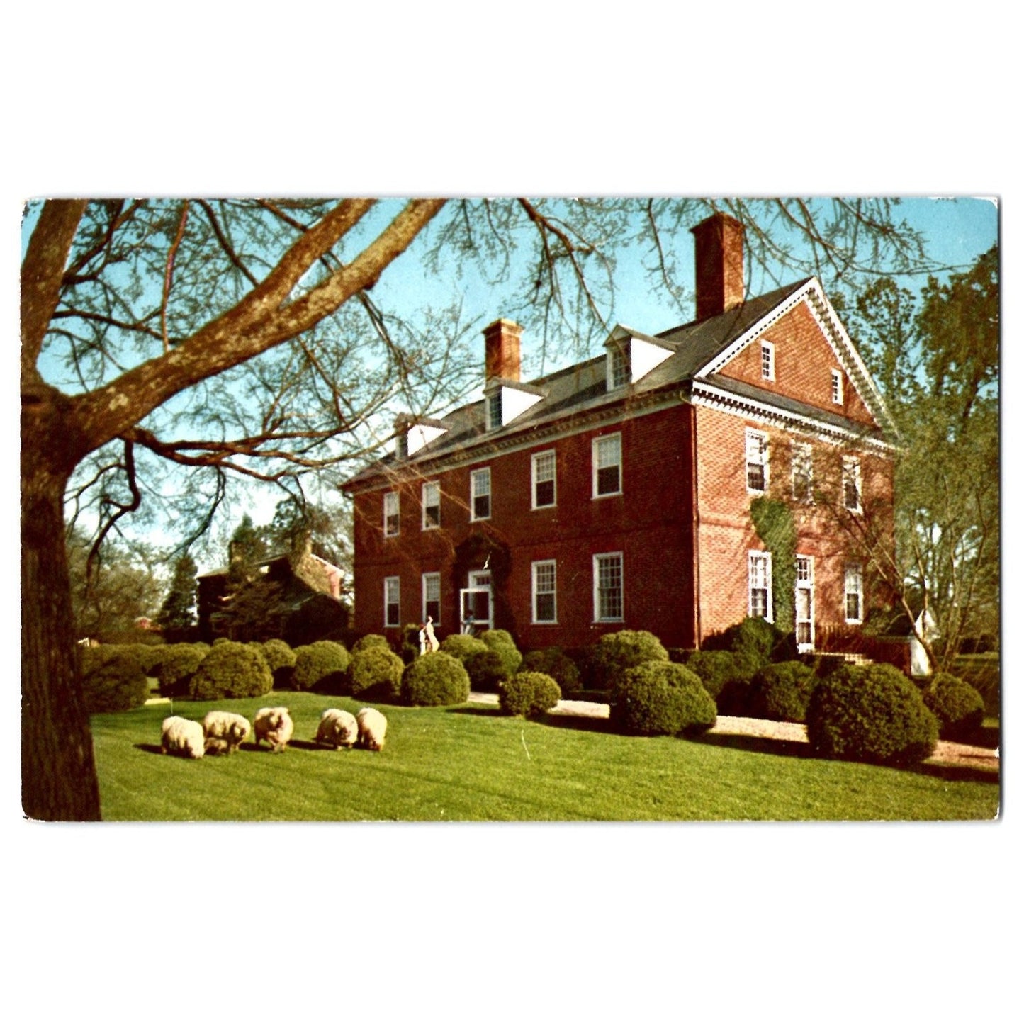 Charles City VA Virginia Berkeley Plantation Sheep Garden Scene Chrome Postcard
