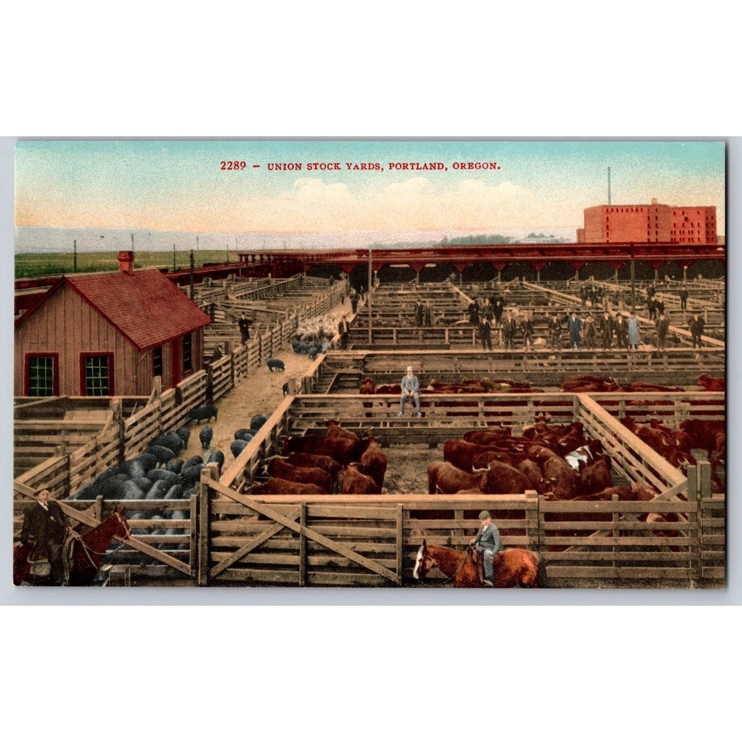 Portland OR Oregon Union Stock Yards Divided Back Postcard Edw H Mitchell