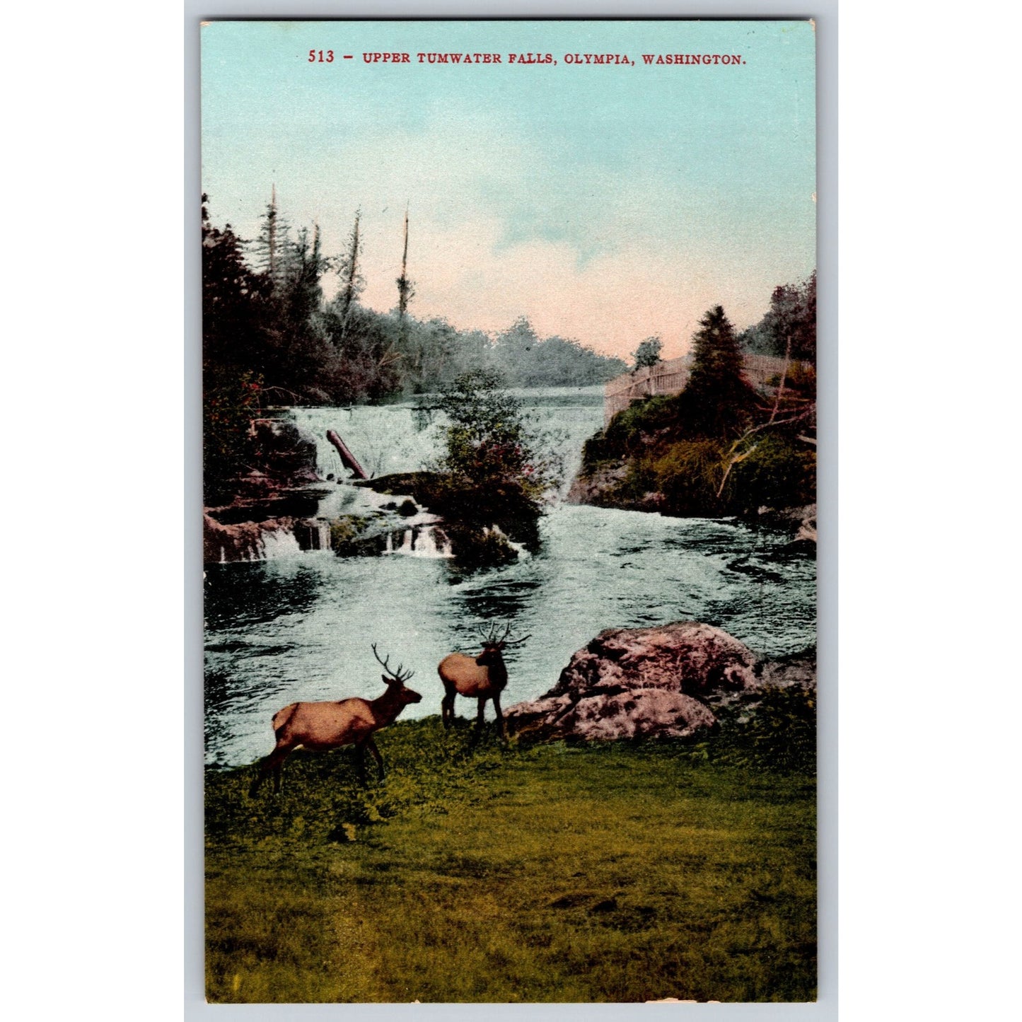 Olympia WA Washington Upper Tumwater Falls Elk Divided Back Postcard Mitchell