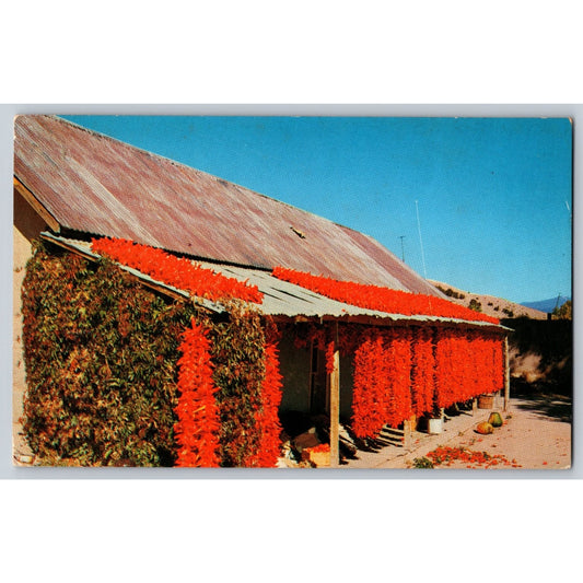 AZ Arizona Chili Peppers Drying on Native Hut Roof Chrome Postcard Petley
