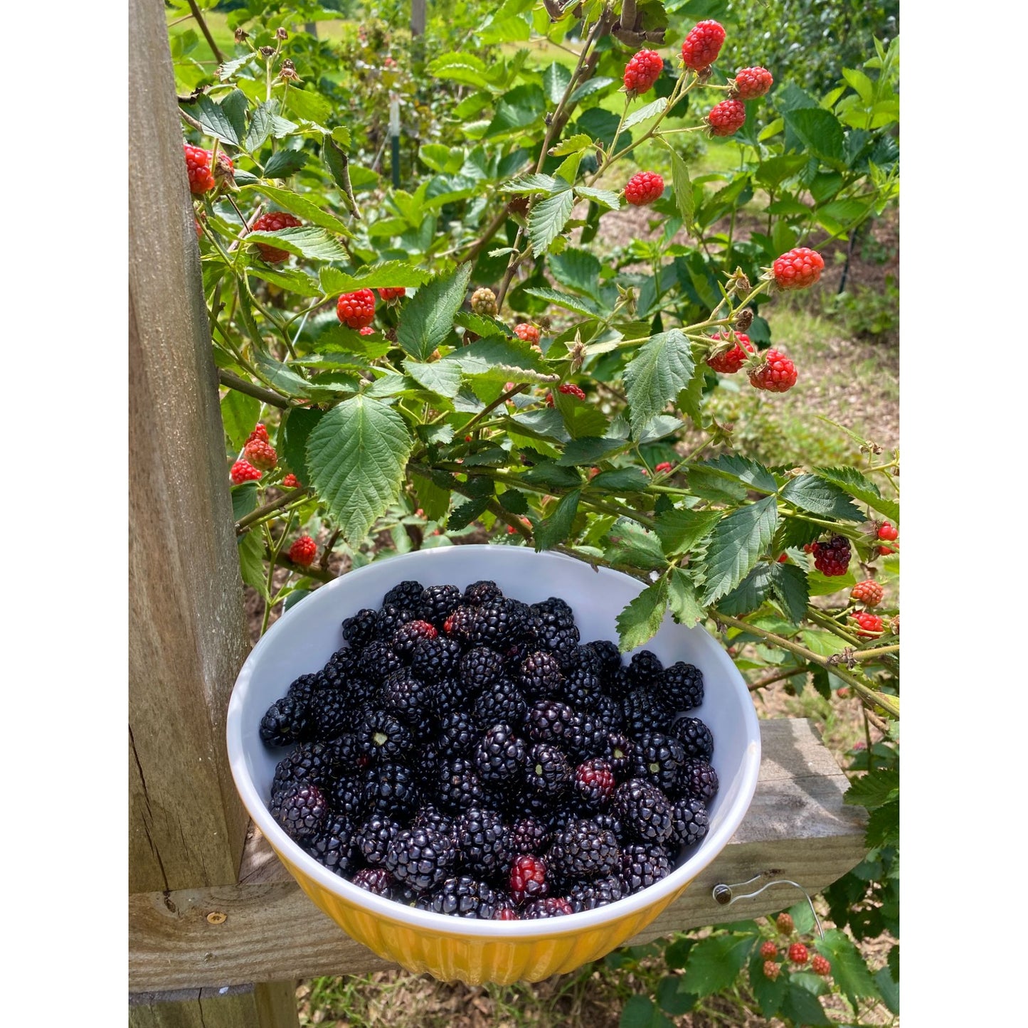 Fresh Blackberries from our farm quart bag