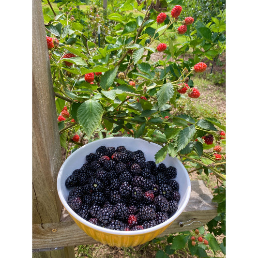 Fresh Blackberries from our farm quart bag
