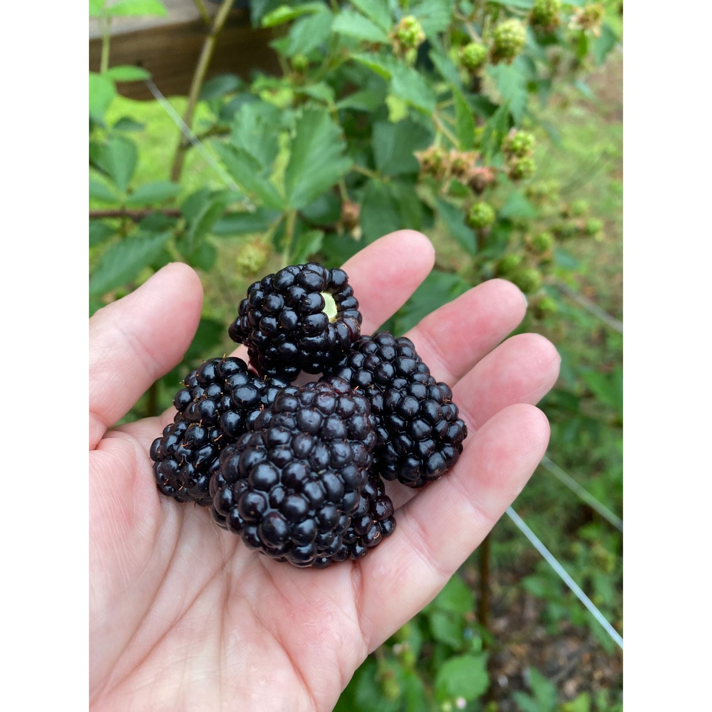 Fresh Blackberries from our farm quart bag