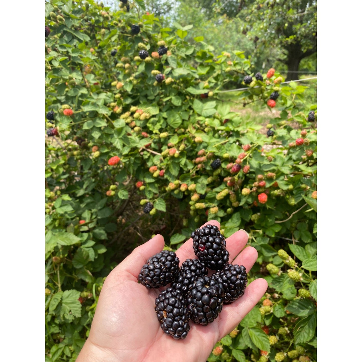 Fresh Blackberries from our farm quart bag