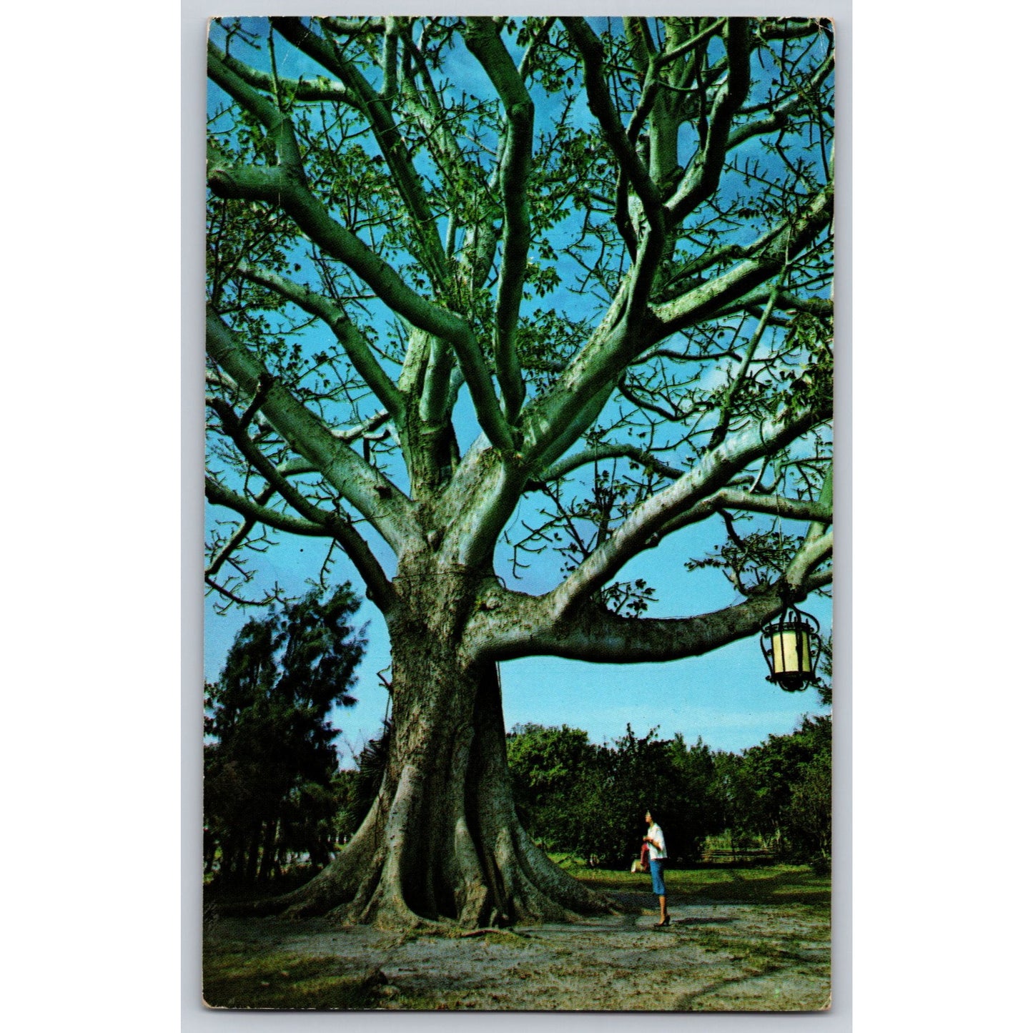 Clearwater FL Florida Kapok Tree Bombax Malabaricum Large Tree Chrome Postcard