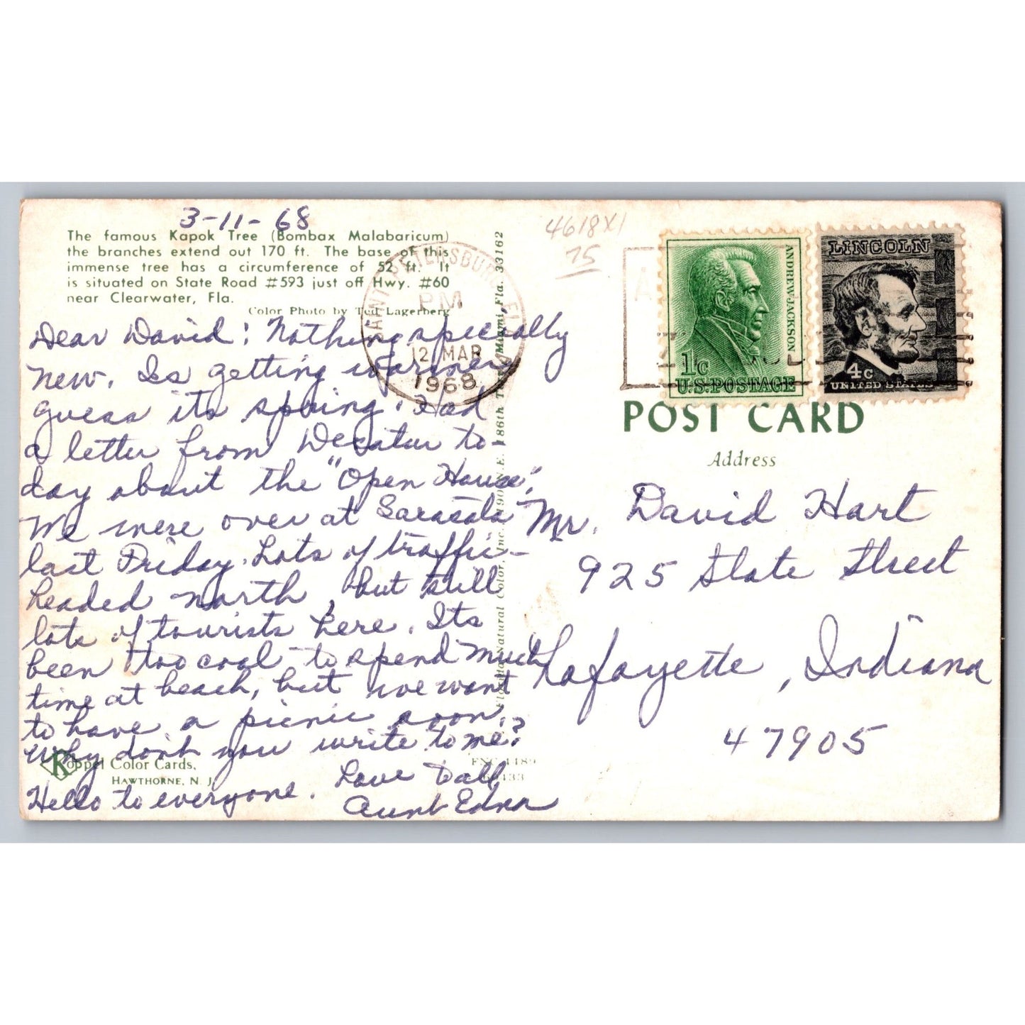 Clearwater FL Florida Kapok Tree Bombax Malabaricum Large Tree Chrome Postcard