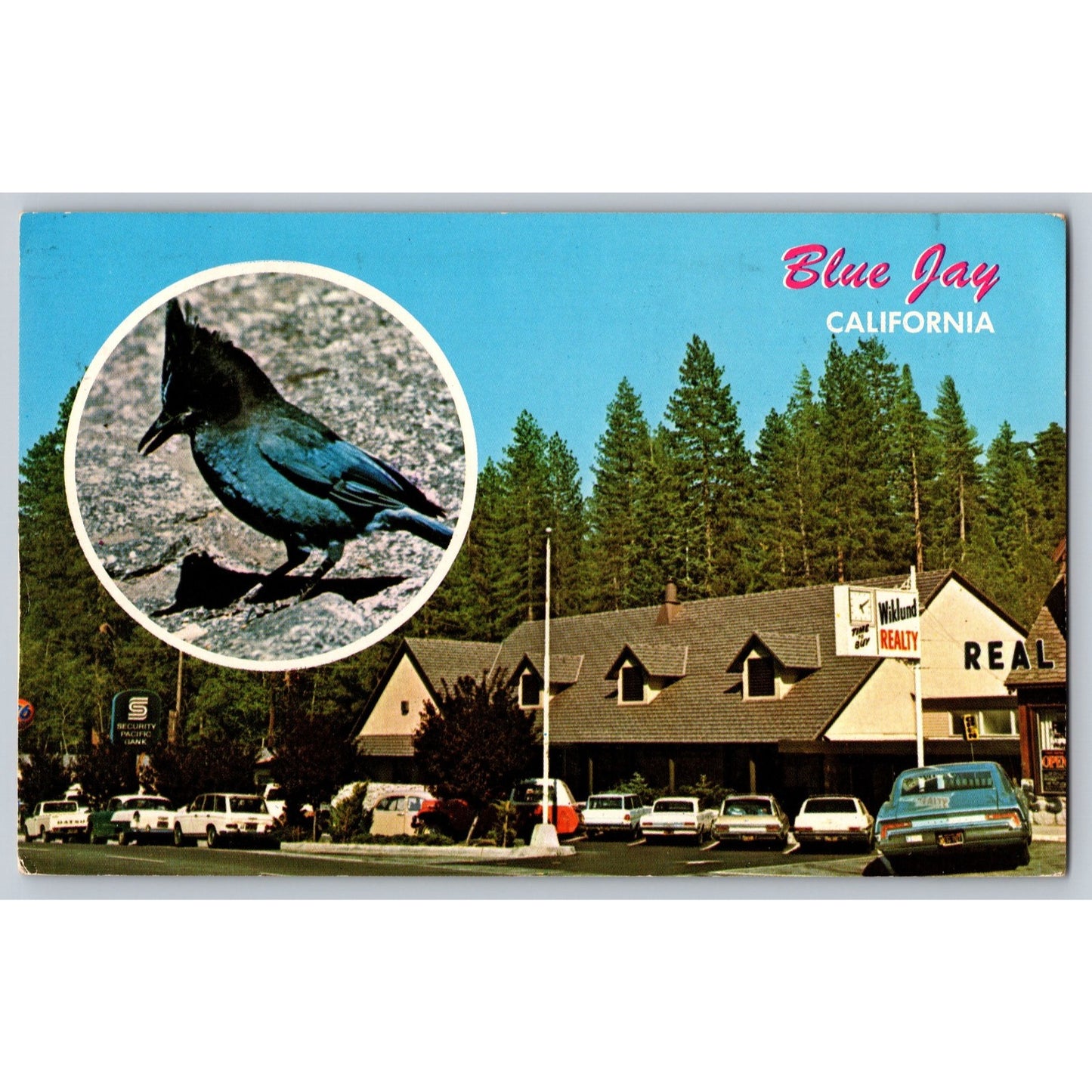 Blue Jay CA California New Bank Building & Bird Chrome Postcard Used