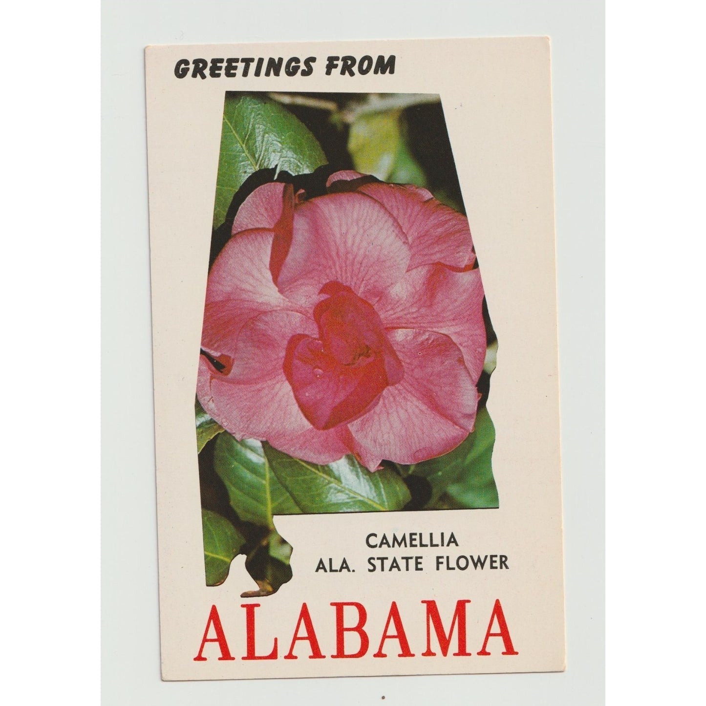AL Alabama Camellia Greetings from State Flower Chrome Postcard Unused