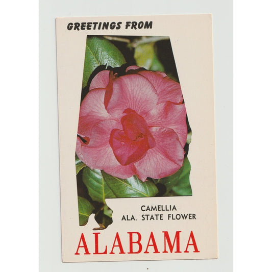 AL Alabama Camellia Greetings from State Flower Chrome Postcard Unused