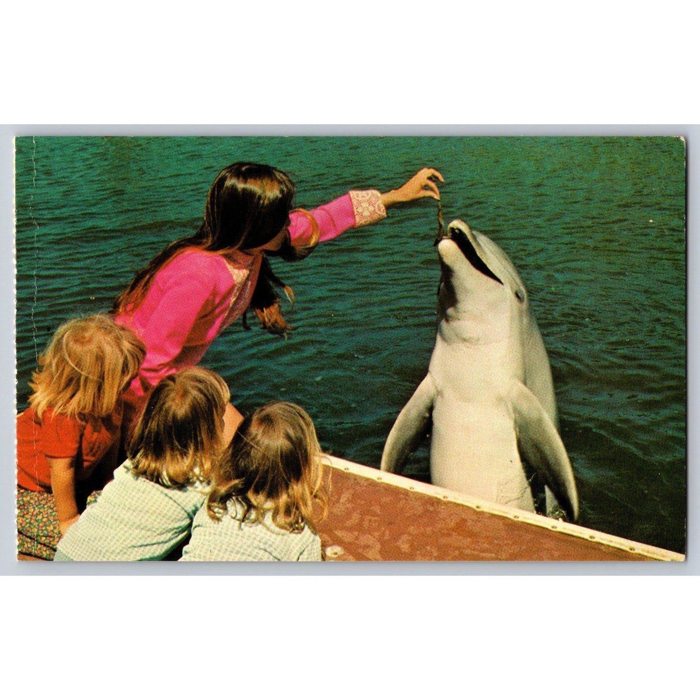 Aurora OH Ohio Sea World Dolphin Feeding Chrome Postcard Unused