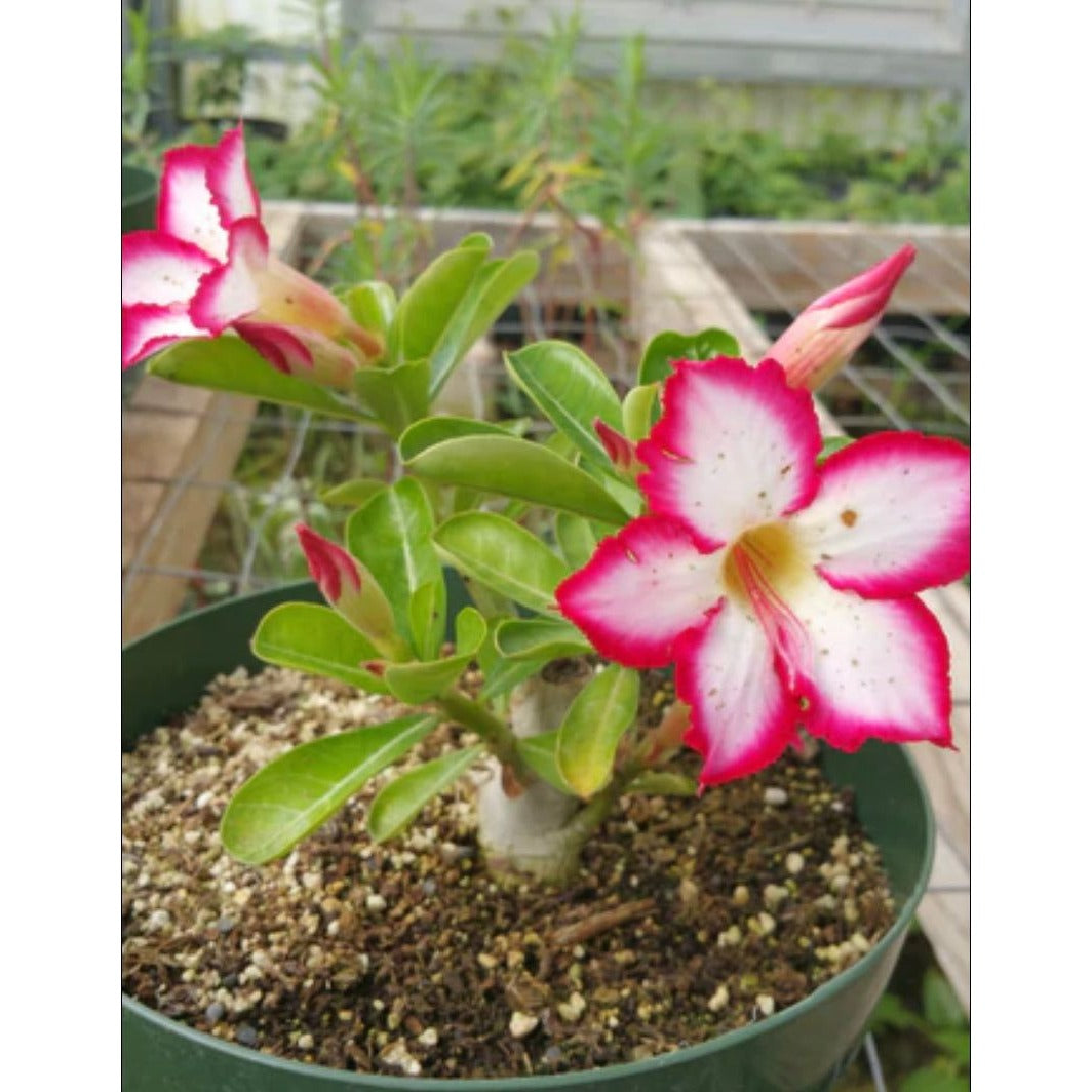 Desert Rose or Adenium Single Picotee Pink and White 2.5 Inch Pot Live Plant