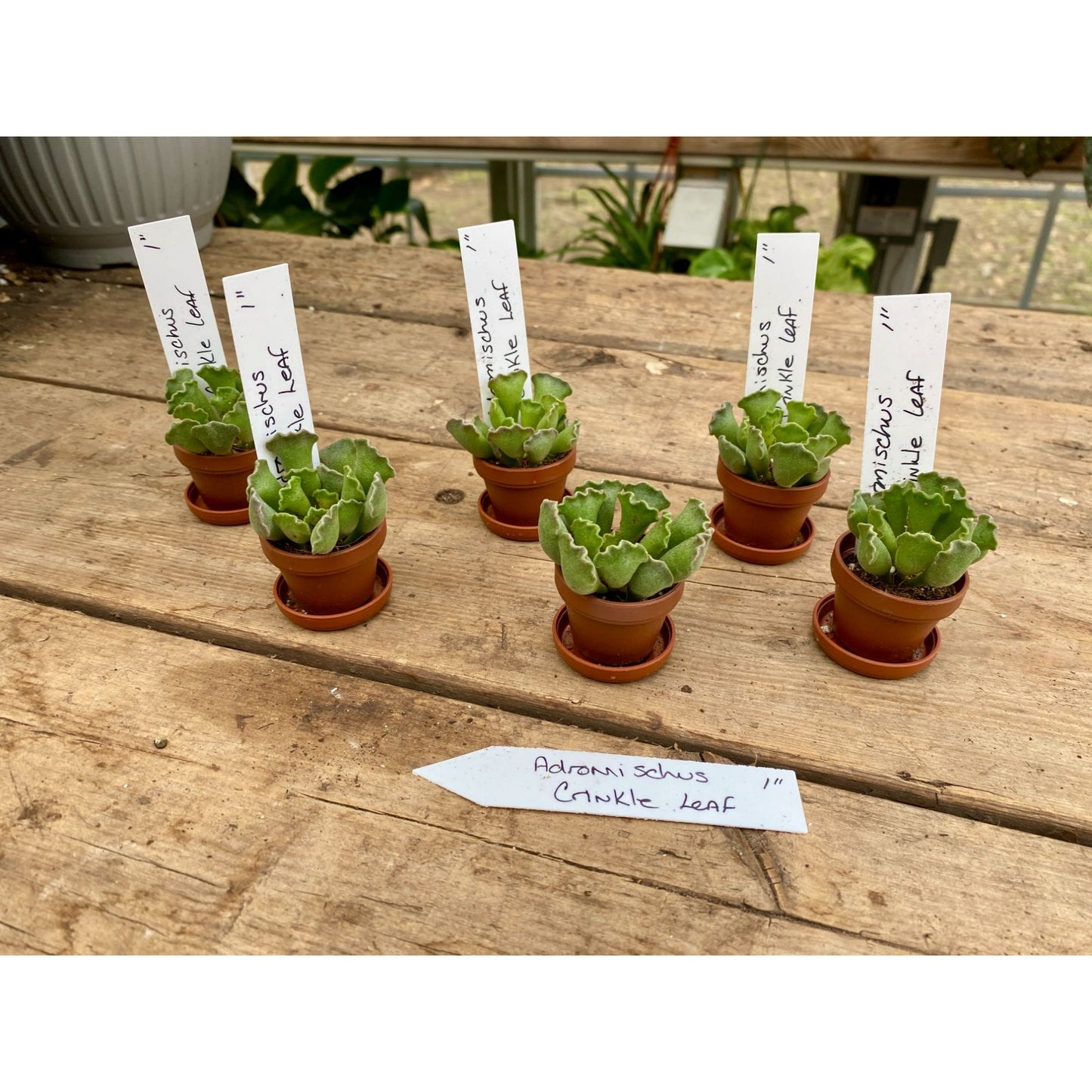 Succulent Crinkle Leaf Plant Adromischus Cristatus 1" Pot Live Plant