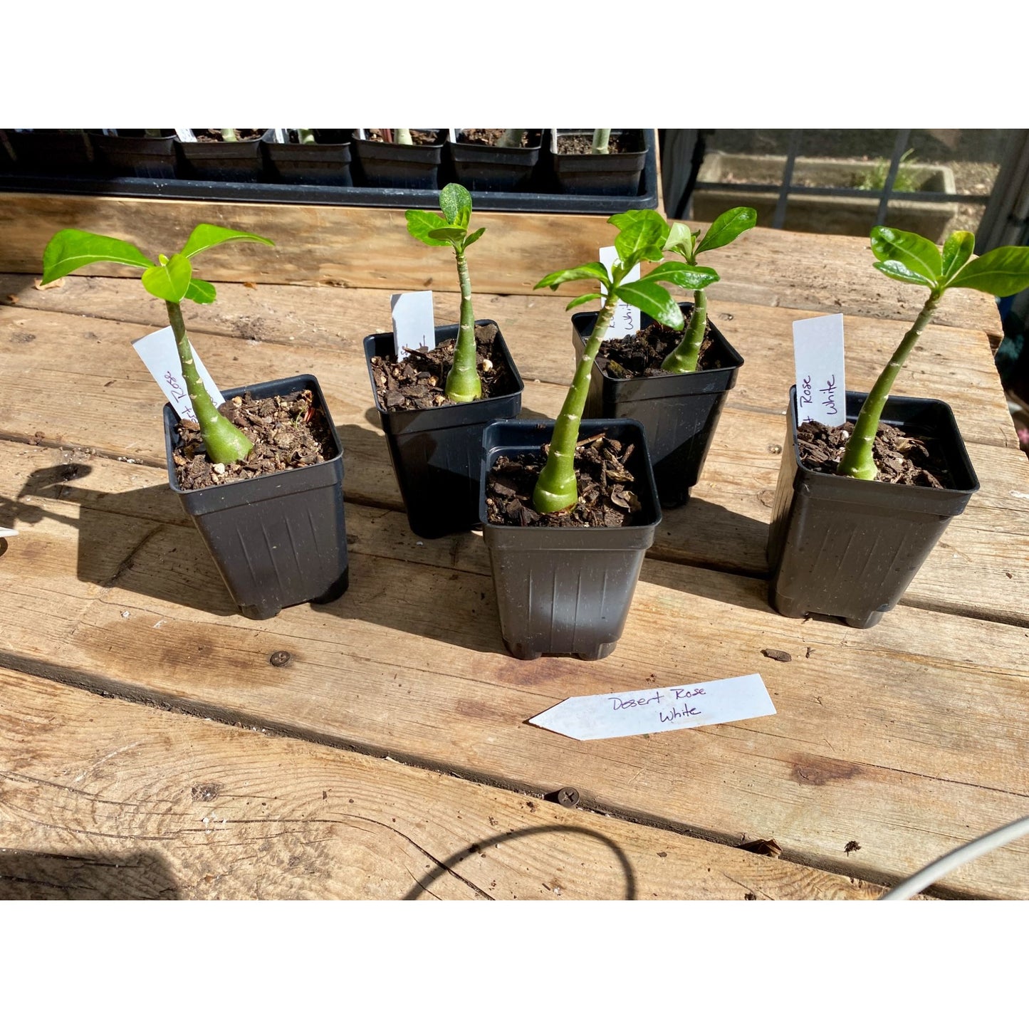 Desert Rose or Adenium White 2.5" Tall Pot Live Plant
