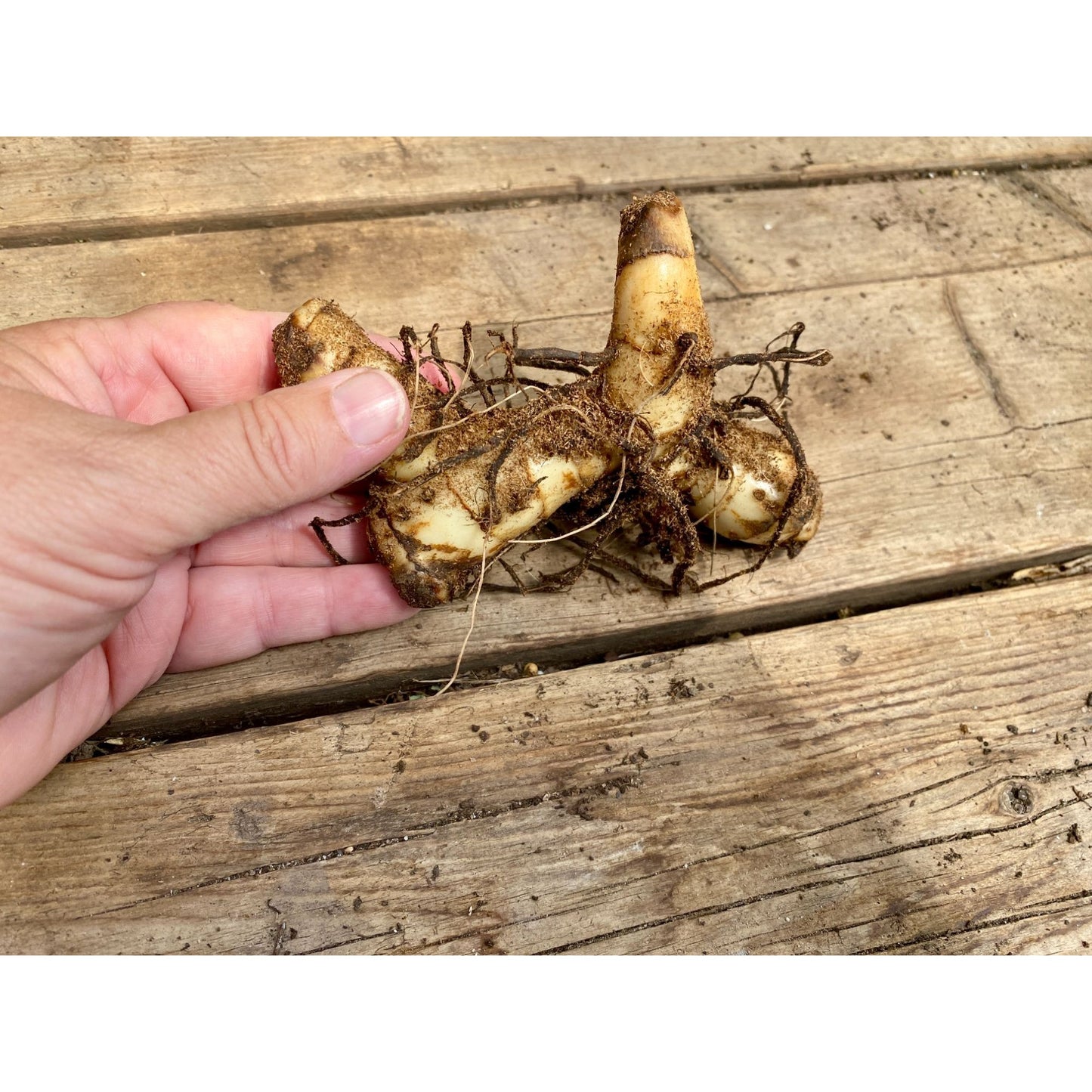 Canna Lily Dwarf Variety Golden Lucifer 32-35" tall 1 rhizome plant