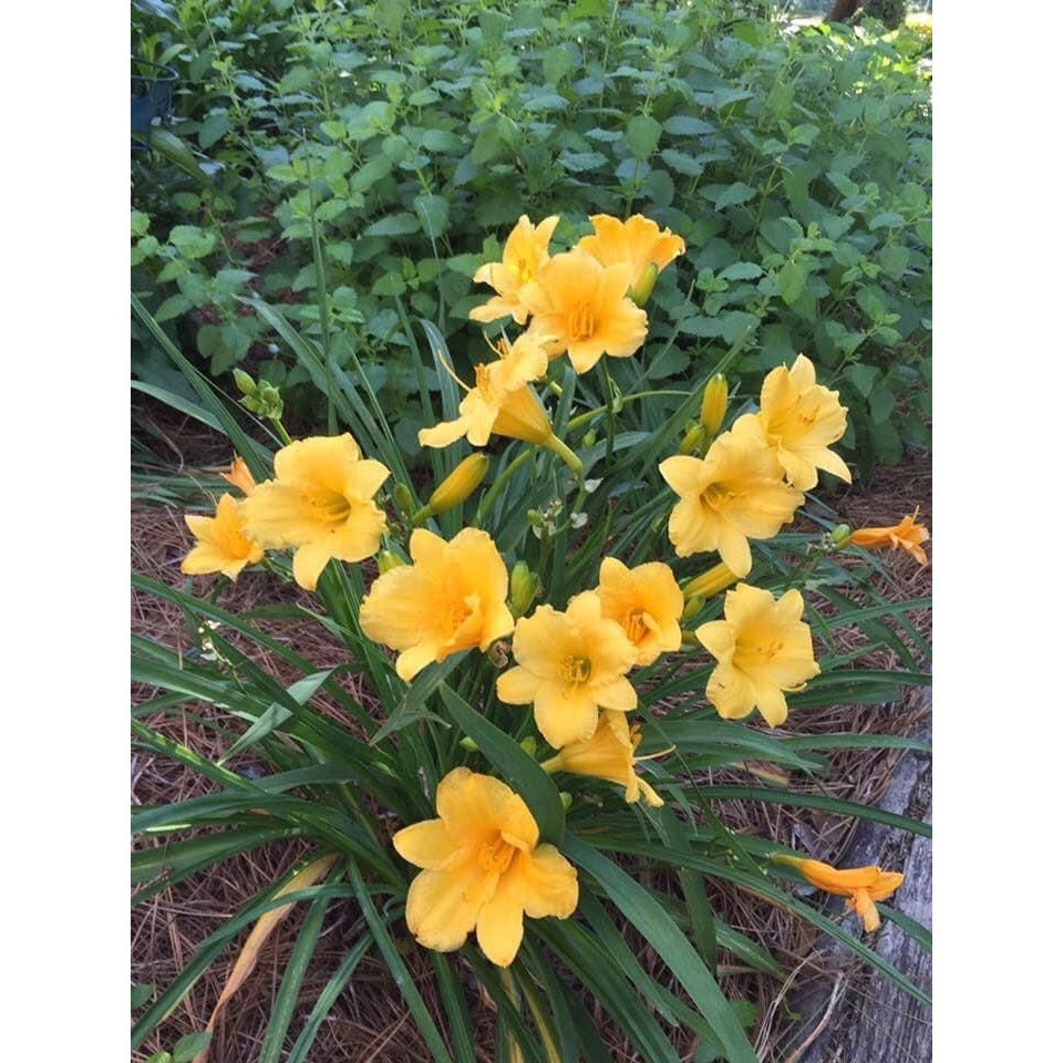 Daylily Stella d' Oro 1 bare root plants or fans