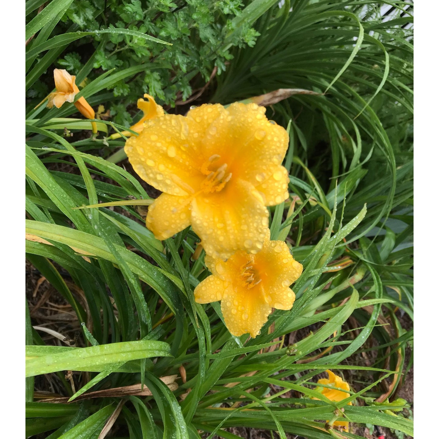 Daylily Stella d' Oro 1 bare root plants or fans